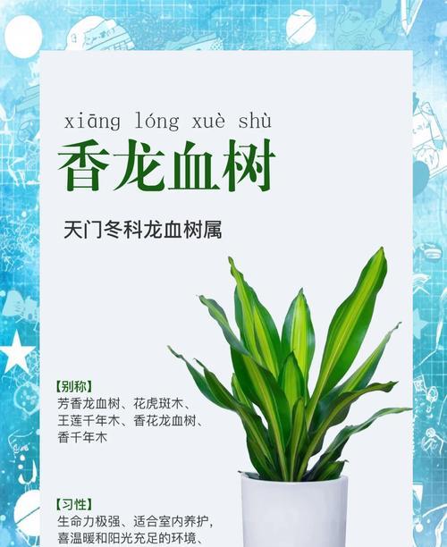 千年龙血树的养护之道（打造绿色家居的首选，室内盆栽的明星）