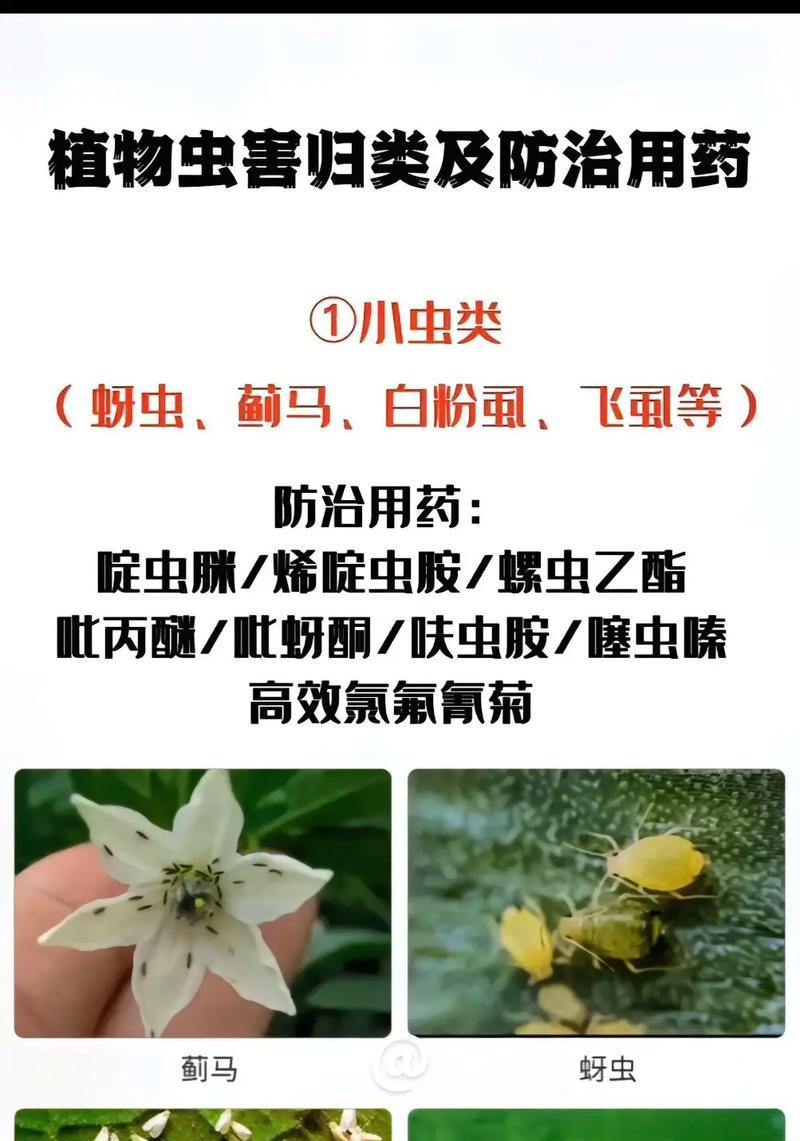 花园中遭遇长蚜虫的处理方法（有效驱除长蚜虫的关键步骤和技巧）