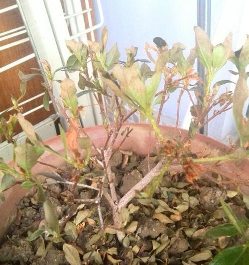 探究杜鹃花花蔫的原因及应对方法（揭秘杜鹃花花蔫的成因及其救治措施）
