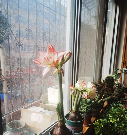 宝宝误食朱顶红花的叶子，怎么办？（紧急情况下的正确应对方法）