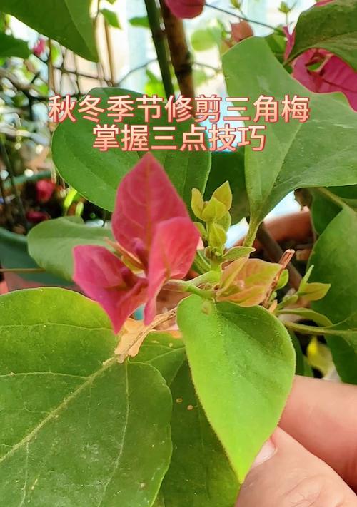 梅花修剪的技巧与方法（打造优美盛放的梅花园）