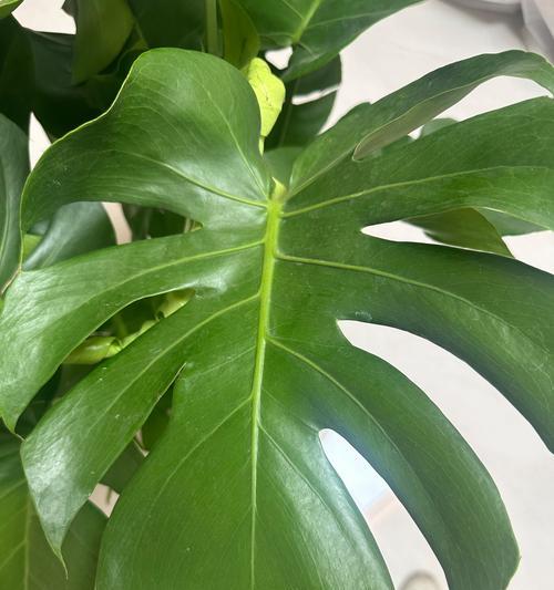 探秘以龟背竹的养护技巧（培育茁壮的以龟背竹，关键在于以下三个方面）