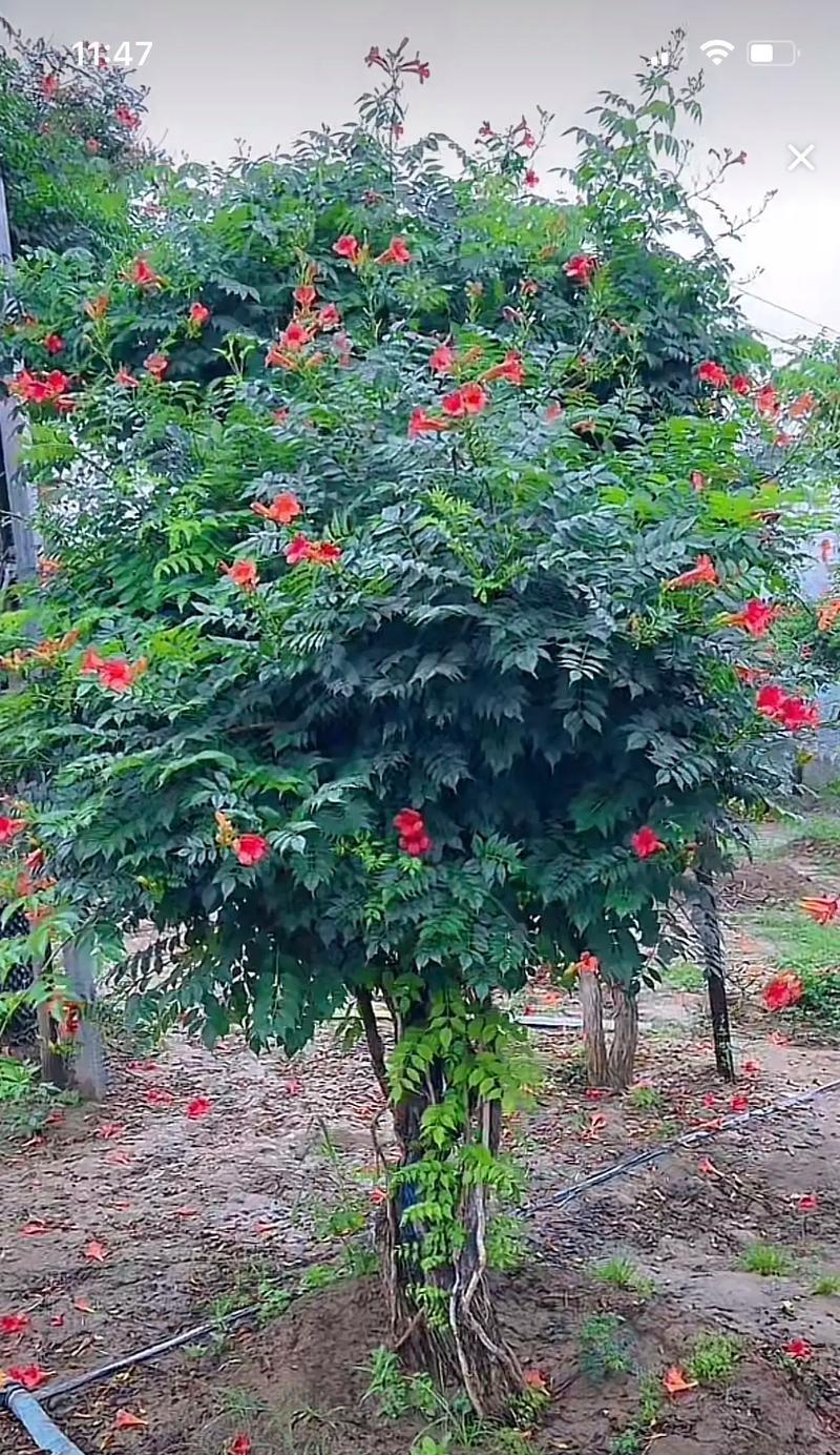 凌霄花的冬季生存之道（探索凌霄花如何应对寒冷冬季的生存挑战）