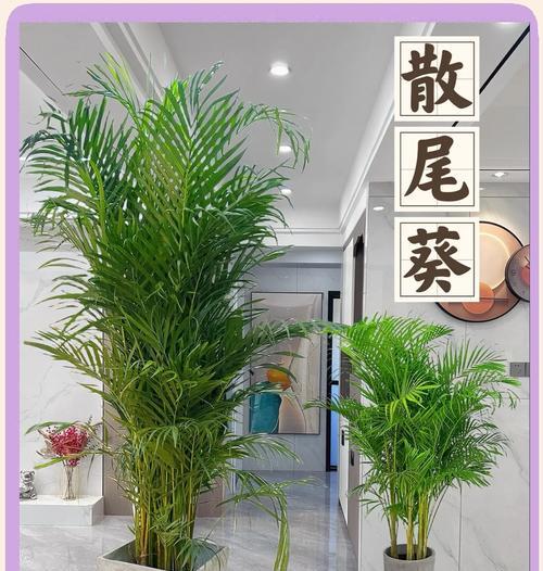 如何正确浇水给散尾葵（散尾葵浇水的注意事项及技巧）