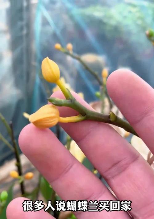 蝴蝶兰花的护理与修复（遇到蝴蝶兰花掉叶子了怎么办？修复方法大全！）