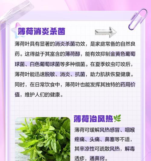薄荷叶片发黄的原因和处理方法（了解薄荷植物的生长特点，科学管理薄荷生长）