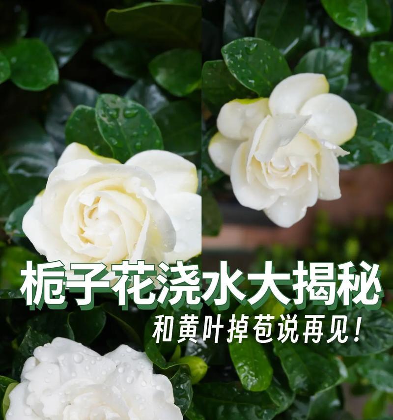 北方栀子花的盆栽养殖技巧（打造美丽花园的秘密-栀子花盆栽技巧）