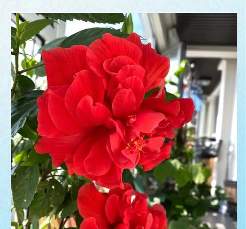 以夫桑花在屋内的养护指南（打造室内绿色天堂，让以夫桑花焕发生机）