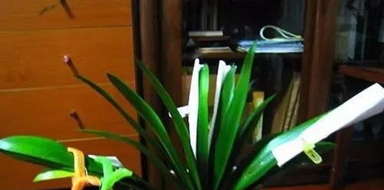 以君子兰花叶子怎么不发亮？（解密君子兰花叶子无光泽的原因和解决方法）