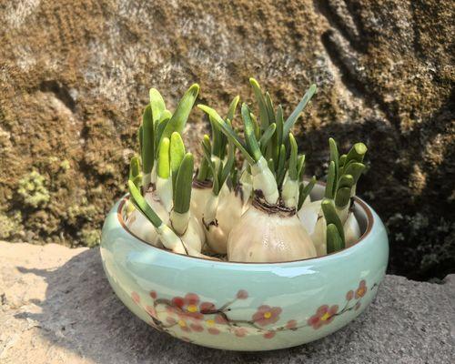水仙花开花后的护理方法（保持湿润，剪除花茎，浇水适量）