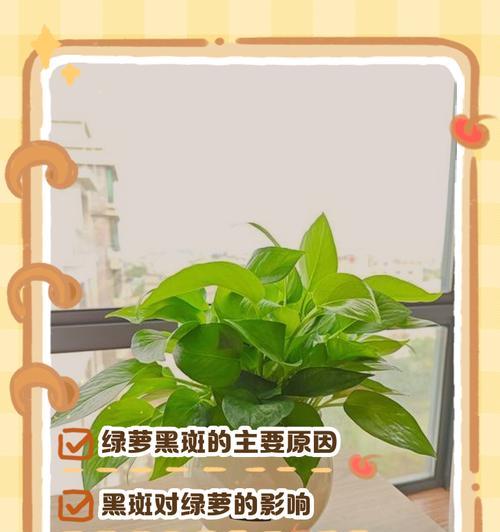绿萝叶子发黑，快来救救它！