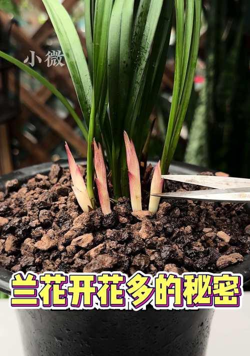 风雨兰花为何不开花？（揭秘兰花不开花的原因及解决办法）
