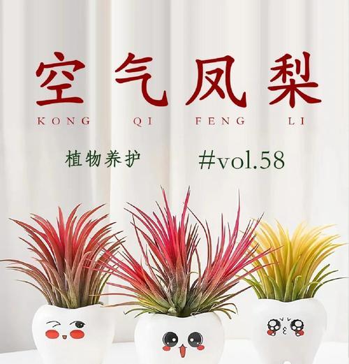 空气凤梨肥料选择指南（如何为空气凤梨选择最佳肥料？）
