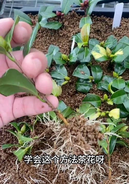 茶花插条的养殖技巧（学会插条繁殖，打造自己的茶花花园）