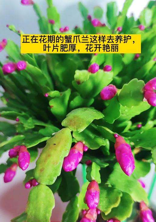 如何养活一年多开花的螃蟹爪花（培育螃蟹爪花的关键技巧和注意事项）