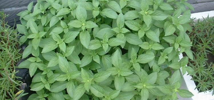 探秘罗勒和荆芥的起源和用途（从植物学到厨房，了解这两种常用的香料植物）