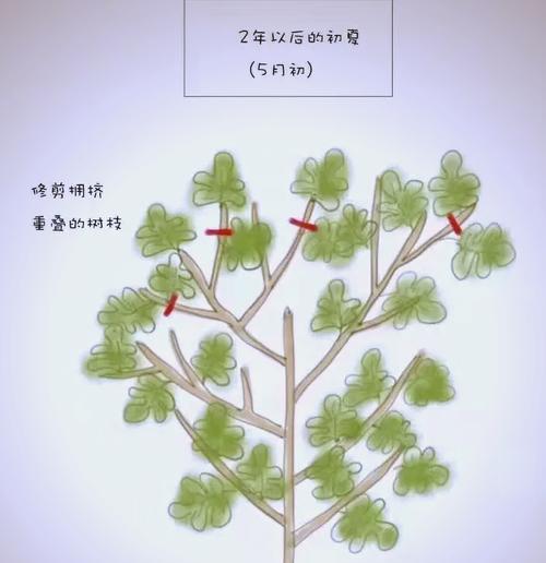 无花果种植中根细伤害的处理方法（保护无花果根细不再受伤，让种植更加成功）