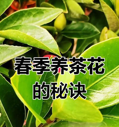 掌握技巧，让茶花快速开花（以茶花怎么让它快点开花的关键方法与注意事项）