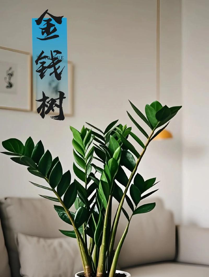 金钱树叶子为何会发蔫？（探究金钱树叶子发蔫的原因和解决方法）