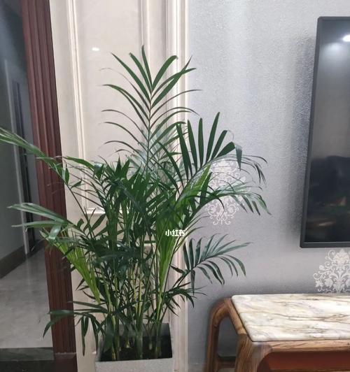 放客厅的富贵椰子——绿意盎然（打造居家氧吧，让客厅充满生机）