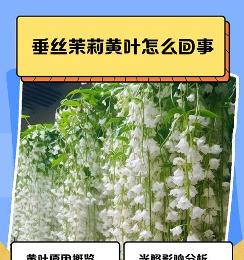 茉莉开花变黄的原因及解决方法（探究茉莉为何开花后会变黄，提供有效的解决方案）