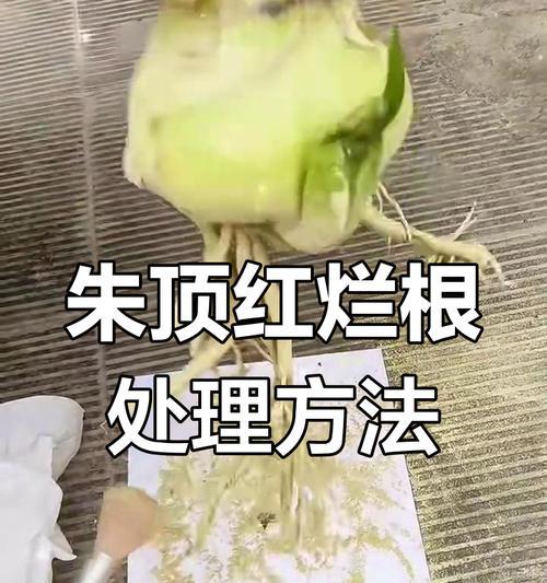 植物烂根的修复方法（恢复烂根植物的有效措施及关键步骤）