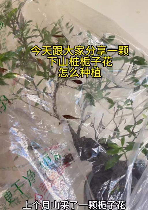 快速生根的盆栽栀子花技巧（教你快速让盆栽栀子花生根的方法和要点）