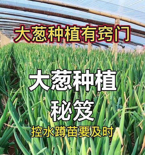 山东大葱种植全流程（时间、方法与技巧）