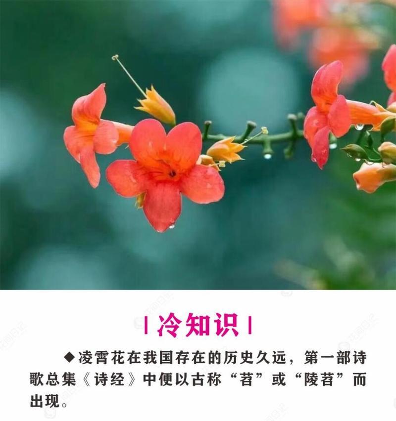 《探秘凌霄花开花时间及花期长短》（一种生长在高山的珍贵植物，灿烂绽放的美丽与神秘）