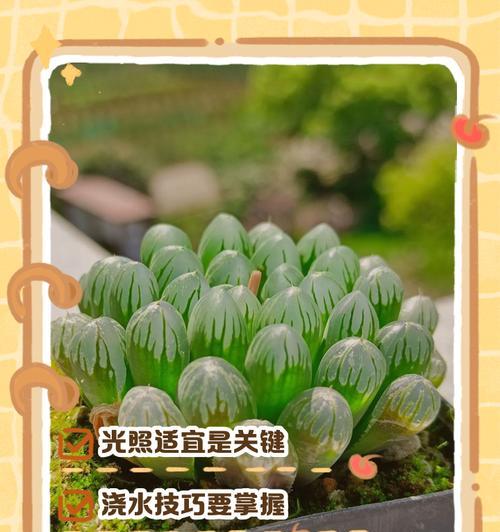如何科学浇水，让夏天玉露茁壮成长（了解玉露需求，掌握正确浇水技巧）
