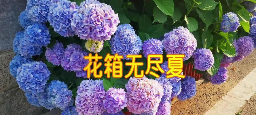 揭秘魔幻绣球与无尽夏的区别（探寻魔幻绣球和无尽夏的奥秘）