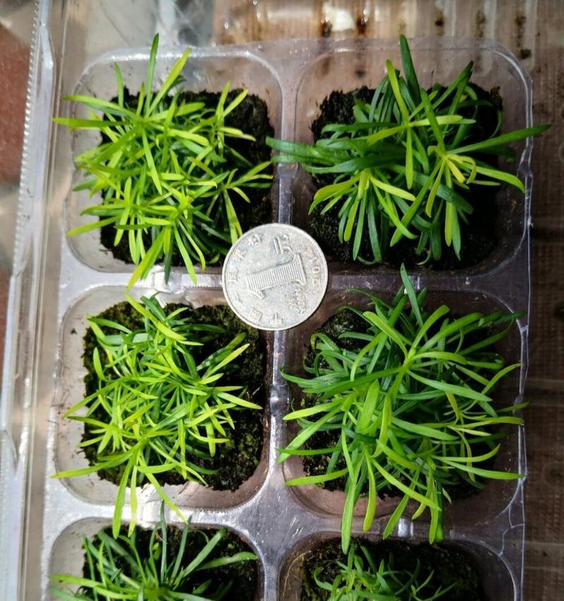 如何正确养护满天星种子的发芽过程（一步一步教你种植满天星种子，让其健康发芽）