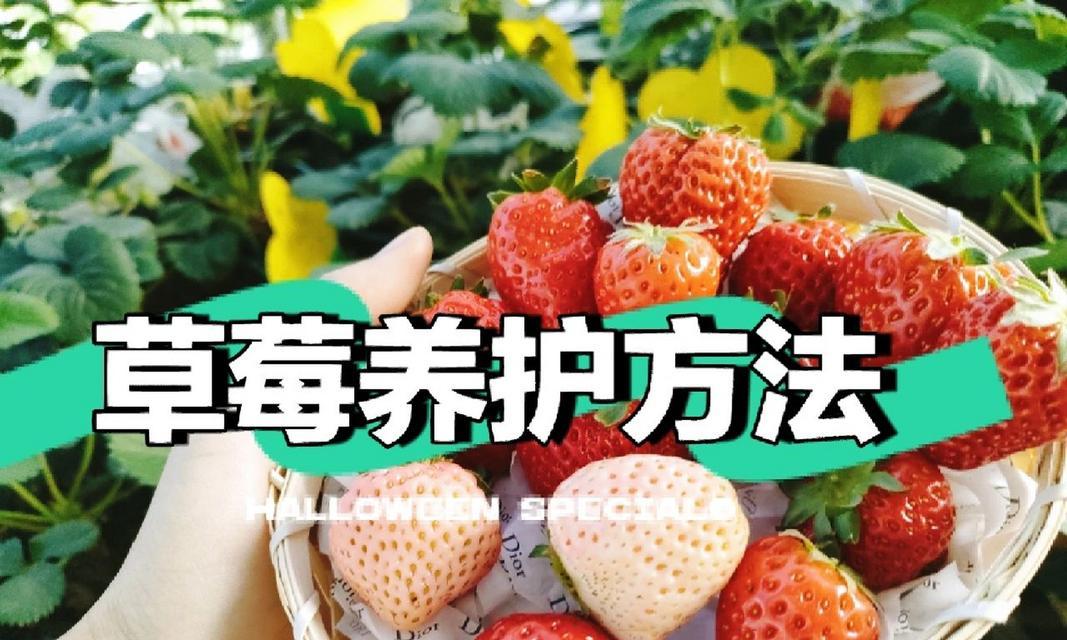 草莓苗的养护全指南（如何科学地照料草莓苗，让其茁壮成长）
