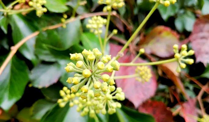 常春藤（探究常春藤植物如何散发有害物质）