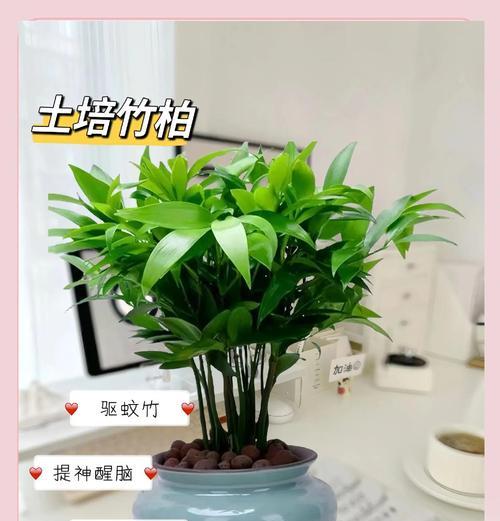 如何养护柏树阳台的秘诀（打造美丽宜人的阳台绿洲）