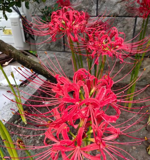 曼珠沙华花语和寓意（探寻曼珠沙华的深刻内涵）