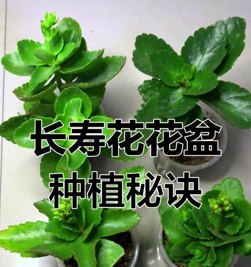冬天栽种长寿花的技巧（打造四季盛开的花园）