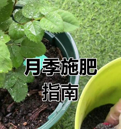 盆栽月季的施肥技巧（让你的盆栽月季蓬勃生长的肥料选择和使用方法）