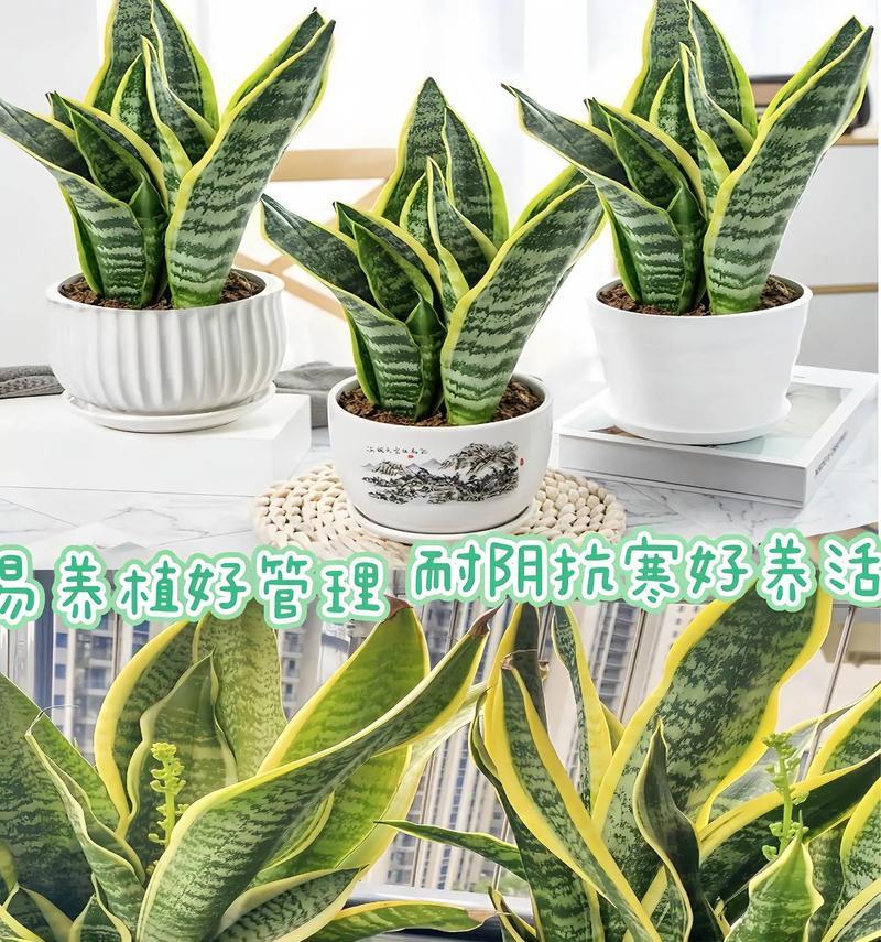 虎皮兰的金边之谜——揭秘其金边形成的奥秘（探寻虎皮兰叶缘金边形成的原因，了解其独特之处）