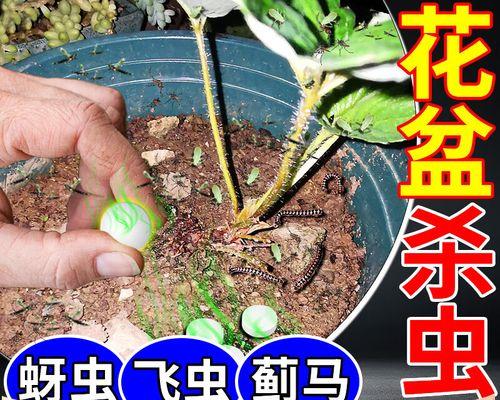 如何处理花盆土中的小飞虫问题（小飞虫繁殖的原因及有效的清除方法）