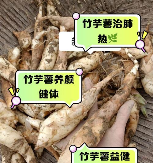 水培竹芋的栽培方法与技巧（从种子到花开，打造精致的水培竹芋盆栽）