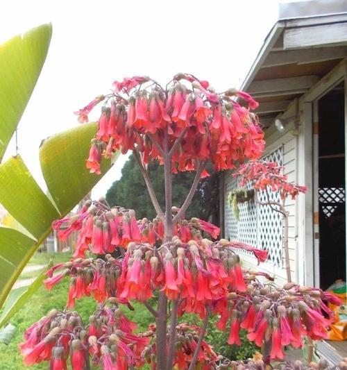探秘景天科花卉的多彩世界（了解景天科植物的种类、特点和养护技巧）