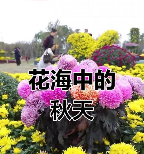 十一月菊花的美丽与魅力（揭开十一月菊花的神秘面纱）