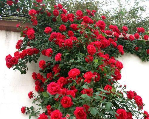 以月季花怎么种植爬藤快（掌握关键步骤，让月季花迅速攀爬）