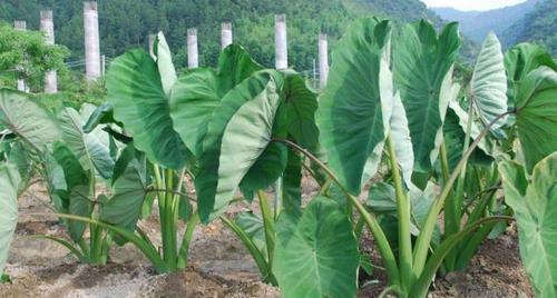 如何有效防治香芋虫害和腐烂问题