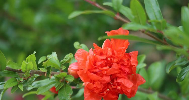 石榴花的奇妙颜色世界（探寻石榴花的色彩之美）