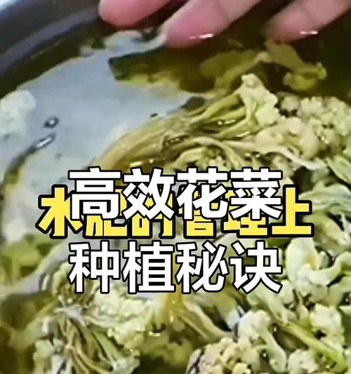 花菜的生长环境及生长地方条件（了解花菜的生长需求，让你种植更轻松）