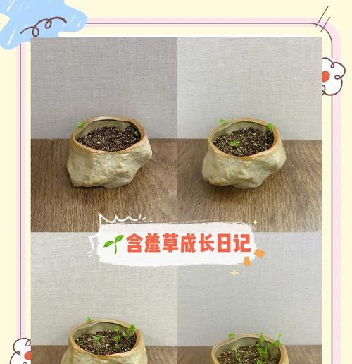 如何种植含羞草（小心呵护让含羞草健康成长）