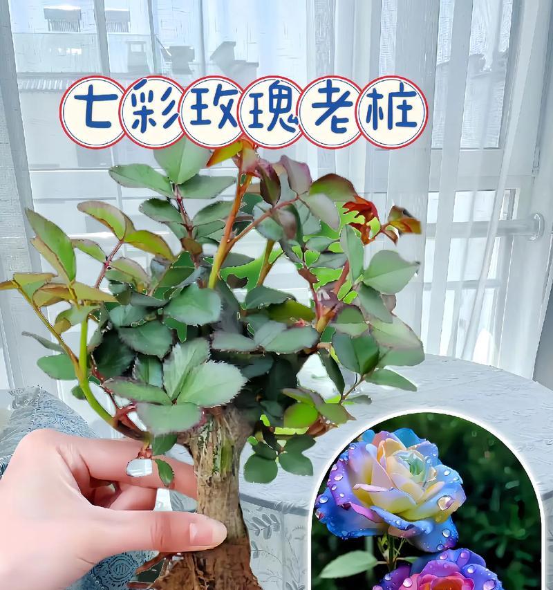 从零开始，自己嫁接玫瑰的经验分享（嫁接玫瑰，让你的花园更加绚丽多彩）