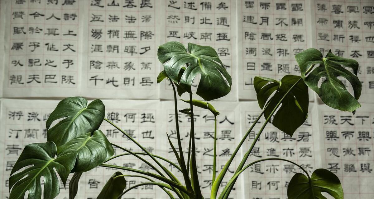 龟背竹的冬季养护之道（了解龟背竹的特性，让其安心过冬）